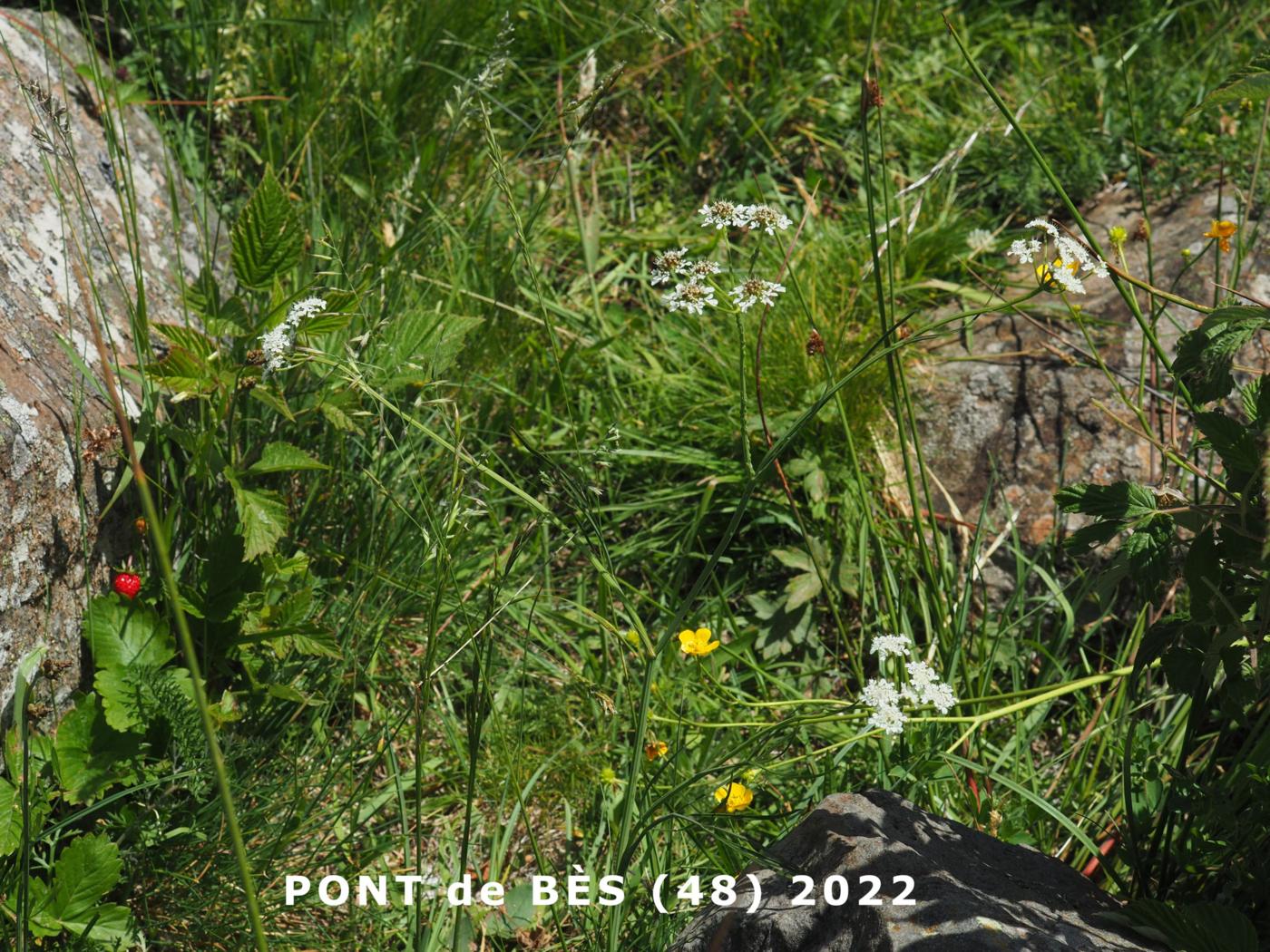 Dropwort, (Masterwort-leaved) Water plant